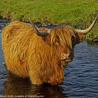 Buy canvas prints of Highland cow standing in a stream in Duirinish by Jenny Hibbert