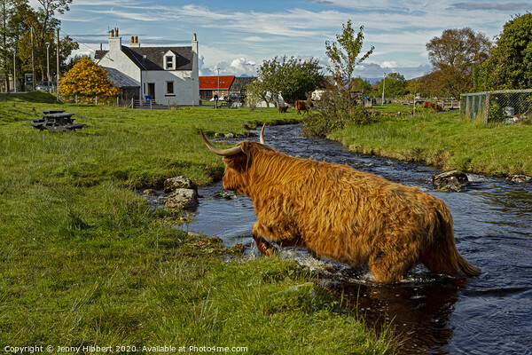 Highland cow leaving the stream in Duirinish Picture Board by Jenny Hibbert