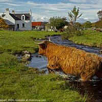 Buy canvas prints of Highland cow leaving the stream in Duirinish by Jenny Hibbert