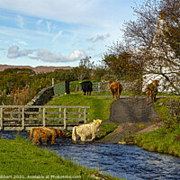 Buy canvas prints of Highland cattle walking through stream to get to their field by Jenny Hibbert