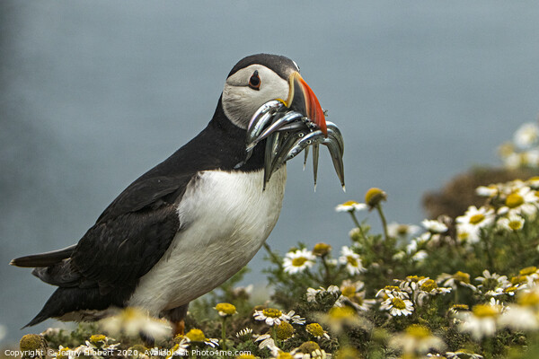 Puffin with Sand eels on Skomer Island Picture Board by Jenny Hibbert