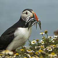 Buy canvas prints of Puffin with Sand eels on Skomer Island by Jenny Hibbert