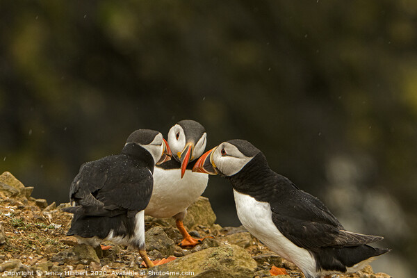 Group of Puffins on Skomer Island Picture Board by Jenny Hibbert