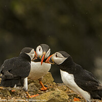 Buy canvas prints of Group of Puffins on Skomer Island by Jenny Hibbert