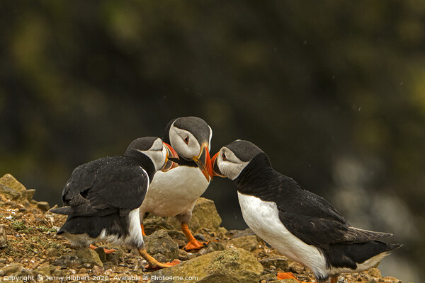 Three Puffins together Skomer Island Picture Board by Jenny Hibbert