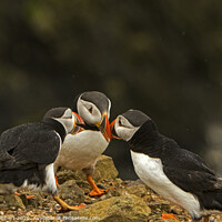 Buy canvas prints of Three Puffins together Skomer Island by Jenny Hibbert