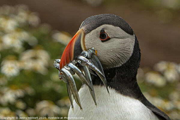 Puffin with beak full of Sand eels on Skomer Island Pembrokeshire Picture Board by Jenny Hibbert