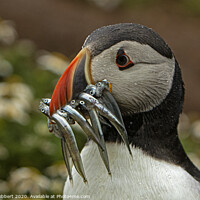 Buy canvas prints of Puffin with beak full of Sand eels on Skomer Island Pembrokeshire by Jenny Hibbert
