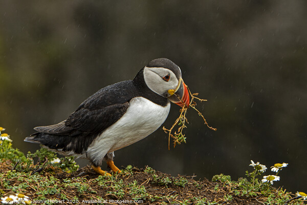 Puffin collecting nesting material Picture Board by Jenny Hibbert