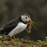 Buy canvas prints of Puffin collecting nesting material by Jenny Hibbert