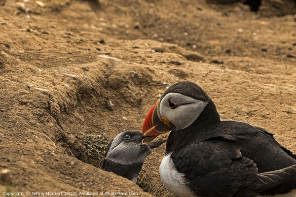Puffling with parent by burrow Skomer Island Picture Board by Jenny Hibbert