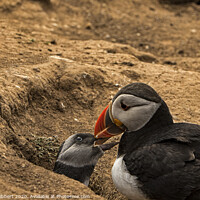 Buy canvas prints of Puffling with parent by burrow Skomer Island by Jenny Hibbert