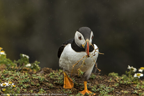Puffin walking towards burrow with nesting material on Skomer Island Picture Board by Jenny Hibbert