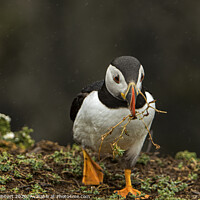 Buy canvas prints of Puffin walking towards burrow with nesting material on Skomer Island by Jenny Hibbert