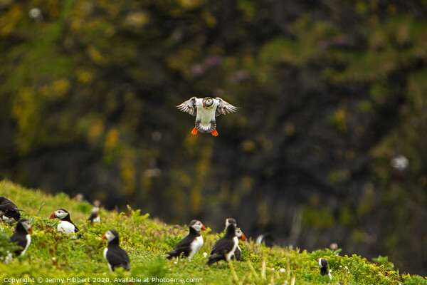 Puffin returning to the colony on Skomer Island Picture Board by Jenny Hibbert