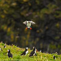 Buy canvas prints of Puffin returning to the colony on Skomer Island by Jenny Hibbert