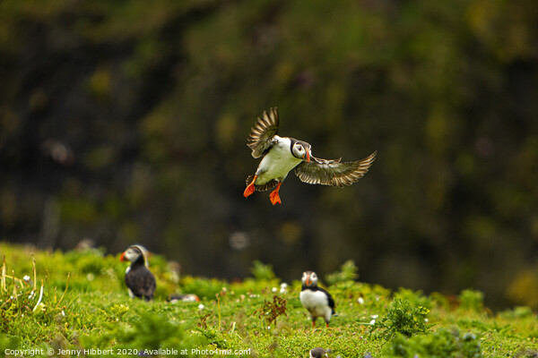 Puffin returning to burrow on Skomer Island Pembrokeshire Picture Board by Jenny Hibbert