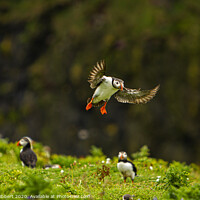 Buy canvas prints of Puffin returning to burrow on Skomer Island Pembrokeshire by Jenny Hibbert