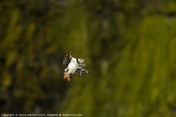 Puffin returning with a beak full of sand eels Skomer Island Picture Board by Jenny Hibbert