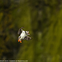 Buy canvas prints of Puffin returning with a beak full of sand eels Skomer Island by Jenny Hibbert