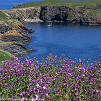 Buy canvas prints of Skomer Island Pembrokeshire with the Pink Campion is flowering by Jenny Hibbert