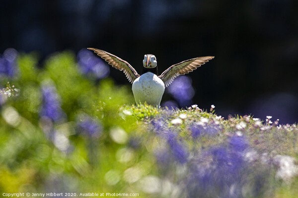 Puffin spreading out its wings in the Bluebells Skomer Island Picture Board by Jenny Hibbert