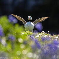 Buy canvas prints of Puffin spreading out its wings in the Bluebells Skomer Island by Jenny Hibbert