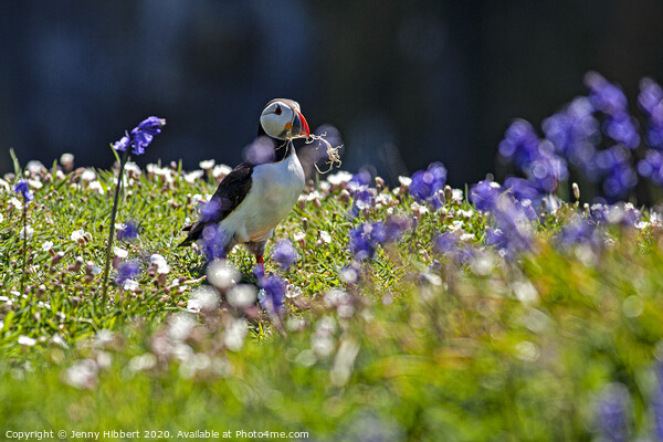 Puffin collecting nesting material amongst the bluebells Skomer Island Picture Board by Jenny Hibbert