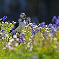 Buy canvas prints of Puffin collecting nesting material amongst the bluebells Skomer Island by Jenny Hibbert