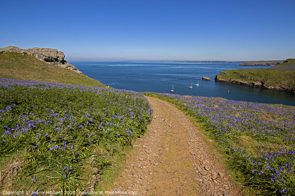 Skomer Island in springtime with the Bluebells out Picture Board by Jenny Hibbert