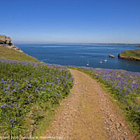Buy canvas prints of Skomer Island in springtime with the Bluebells out by Jenny Hibbert