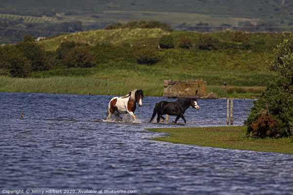 Horses leaving lake at Kenfig Picture Board by Jenny Hibbert