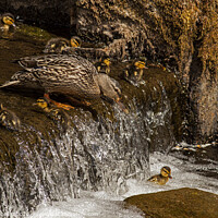 Buy canvas prints of Duckling overboard Mum to the rescue by Jenny Hibbert