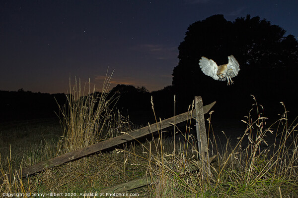 Barn Owl hunting at night Picture Board by Jenny Hibbert