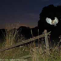 Buy canvas prints of Barn Owl hunting at night by Jenny Hibbert