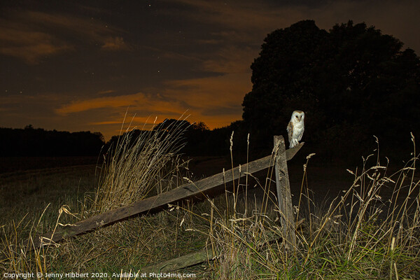 Barn Owl perched on old fence Picture Board by Jenny Hibbert