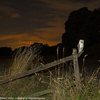 Buy canvas prints of Barn Owl perched on old fence by Jenny Hibbert