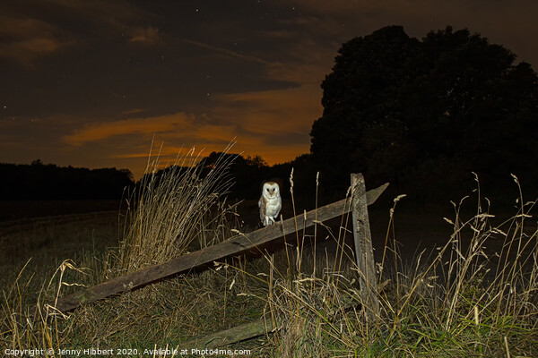 Barn owl resting on old fence in the evening, Suffolk Picture Board by Jenny Hibbert