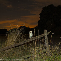 Buy canvas prints of Barn owl resting on old fence in the evening, Suffolk by Jenny Hibbert