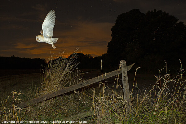 Barn Owl takes flight out hunting Picture Board by Jenny Hibbert