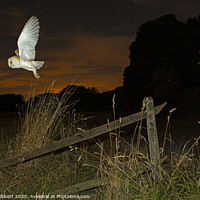 Buy canvas prints of Barn Owl takes flight out hunting by Jenny Hibbert