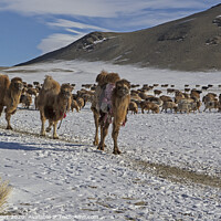 Buy canvas prints of A herd of cattle walking across a snow covered mountain by Jenny Hibbert