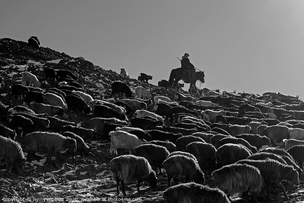 A black and white photo of a herder with livestock migrating in Mongolia Picture Board by Jenny Hibbert