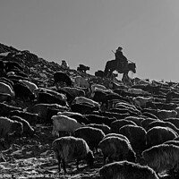 Buy canvas prints of A black and white photo of a herder with livestock migrating in Mongolia by Jenny Hibbert