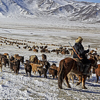 Buy canvas prints of Kazakh nomad migrating with the livestock Mongolia by Jenny Hibbert