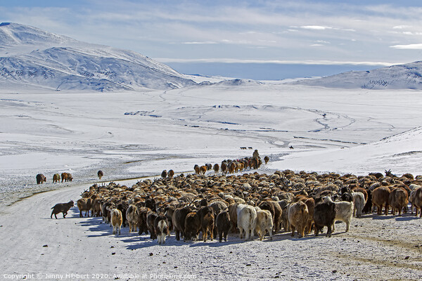 Kazakh nomads migrating heading for the Altai mountain range Picture Board by Jenny Hibbert