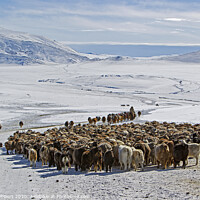 Buy canvas prints of Kazakh nomads migrating heading for the Altai mountain range by Jenny Hibbert