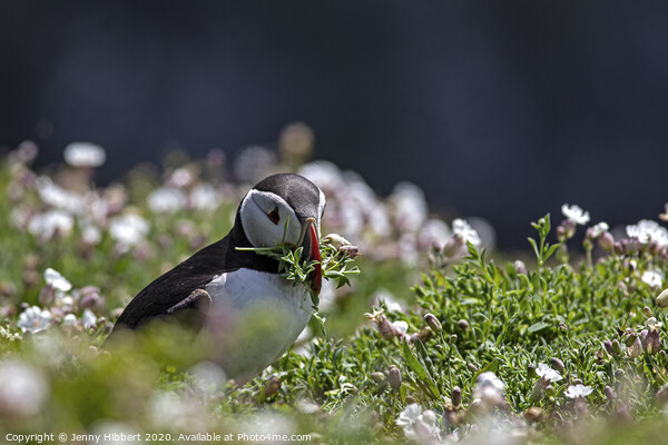 Puffin picking Sea Campion on Skomer Island Picture Board by Jenny Hibbert