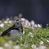 Buy canvas prints of Puffin picking Sea Campion on Skomer Island by Jenny Hibbert