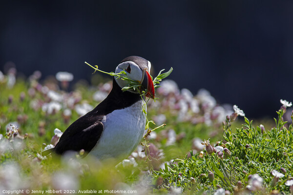 Puffin on Skomer Island picking flowers Picture Board by Jenny Hibbert